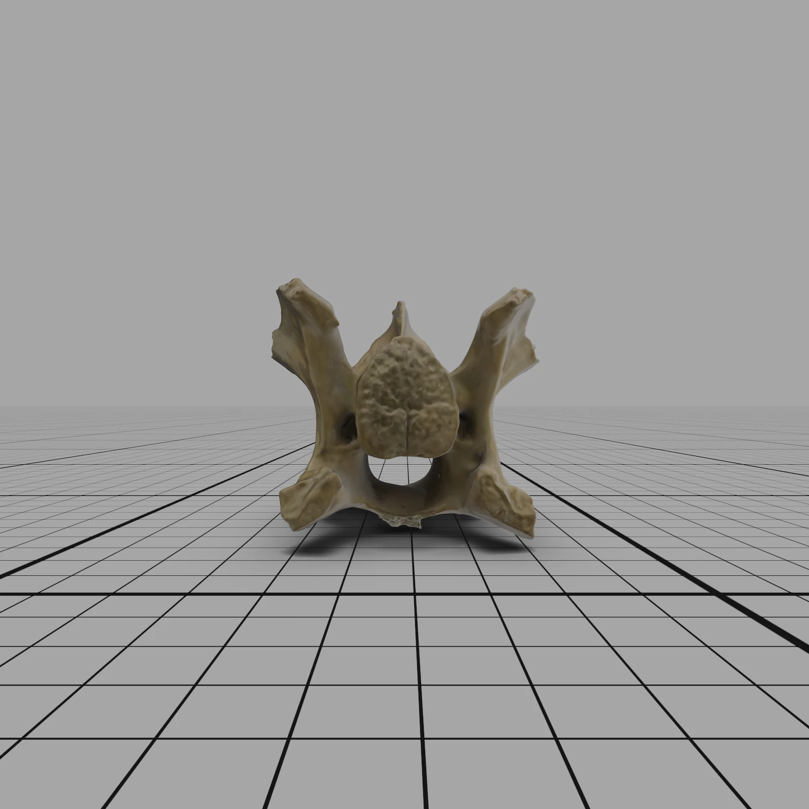 Cervical Vertebra 4